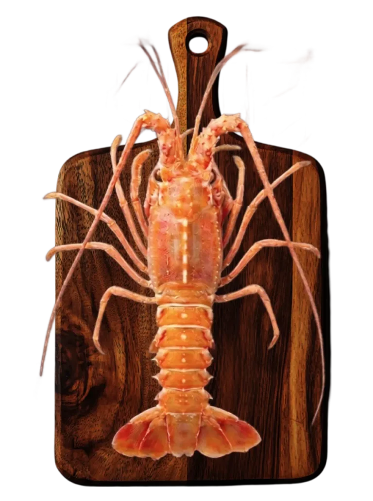 best lobster from india