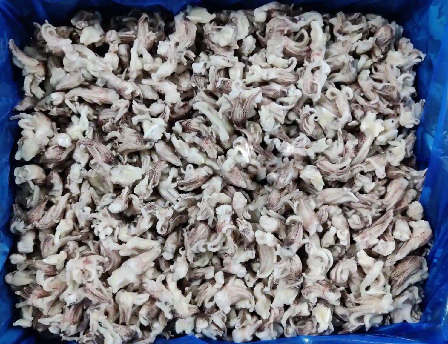 BLANCHED SQUID TENTACLES IQF