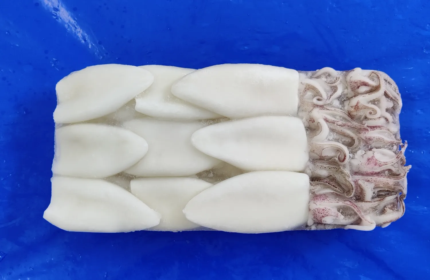SQUID TUBE AND TENTACLES TRAY PACK 
