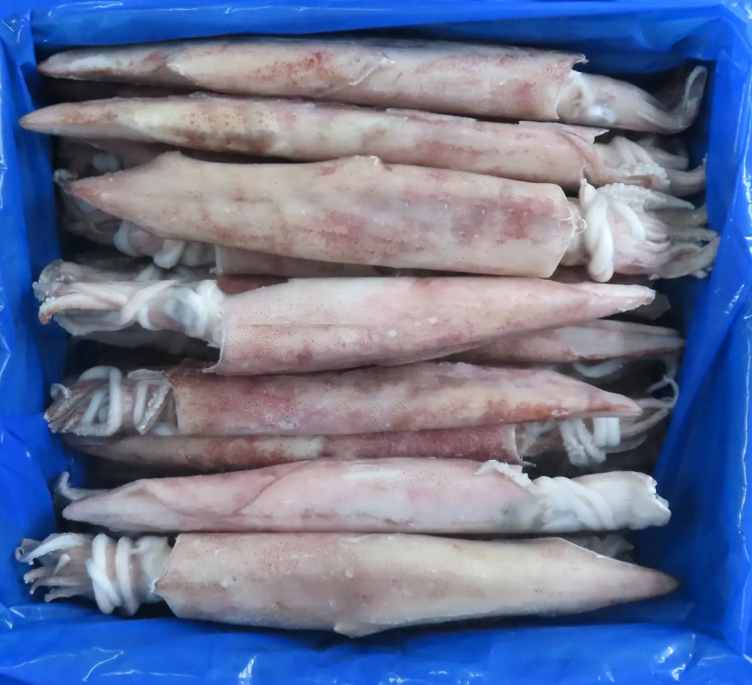 SQUID WHOLE  IQF