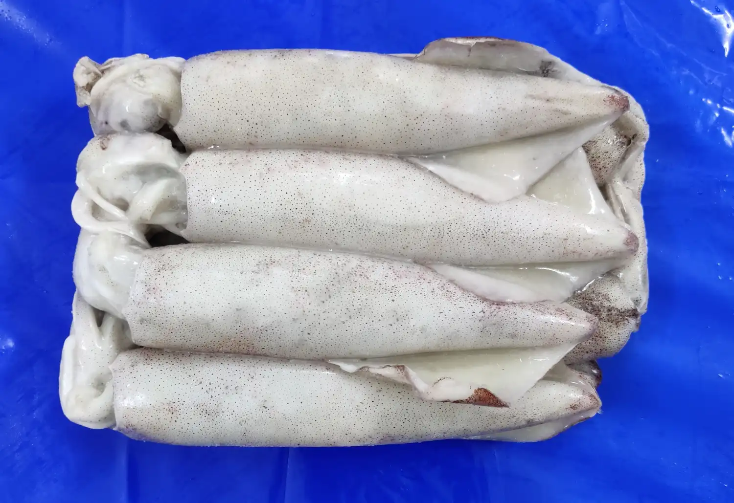 SQUID WHOLE BLAST FROZEN