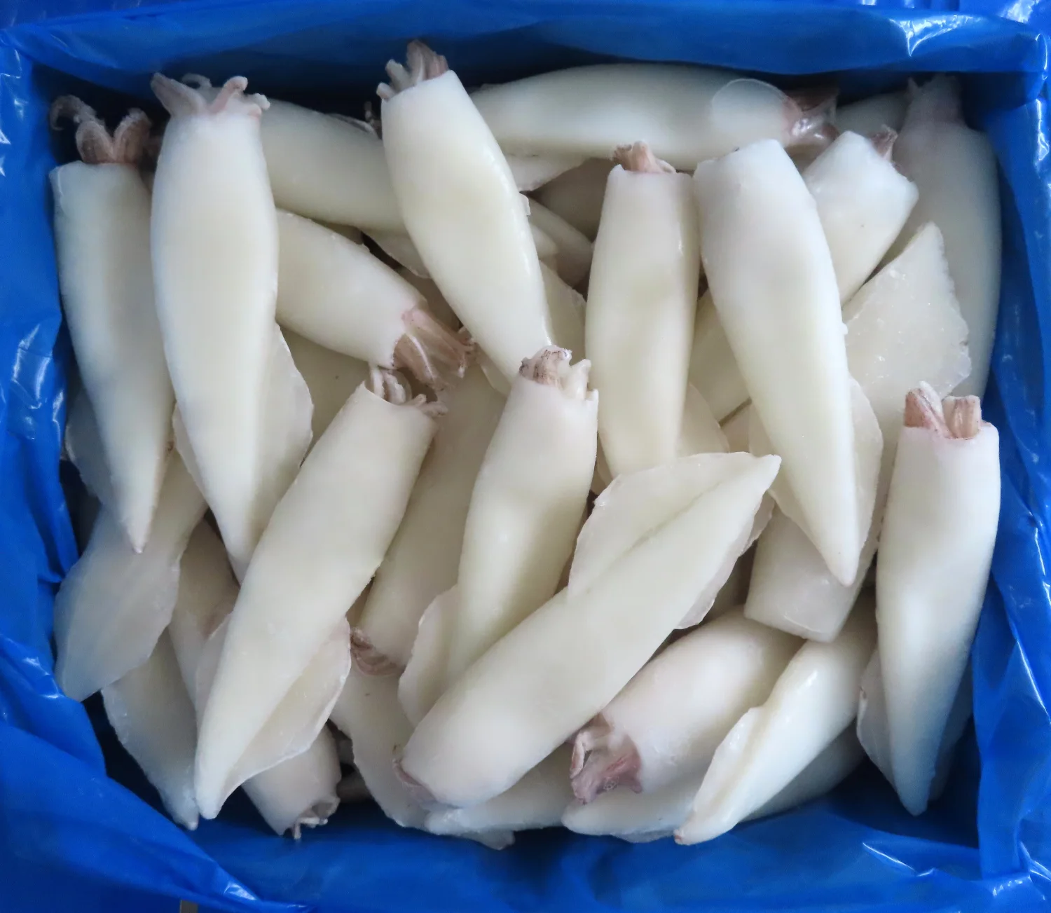 SQUID WHOLE CLEANED IQF
