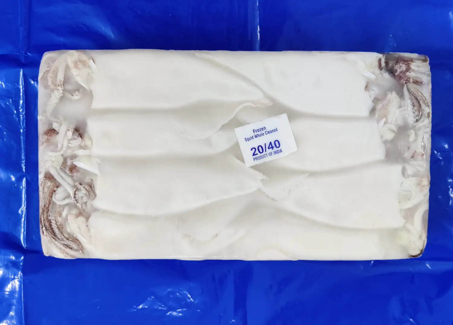 SQUID WHOLE CLEANED PAN TRAY 