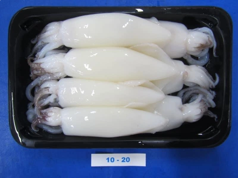 SQUID WHOLE CLEANED  TRAY PACK 