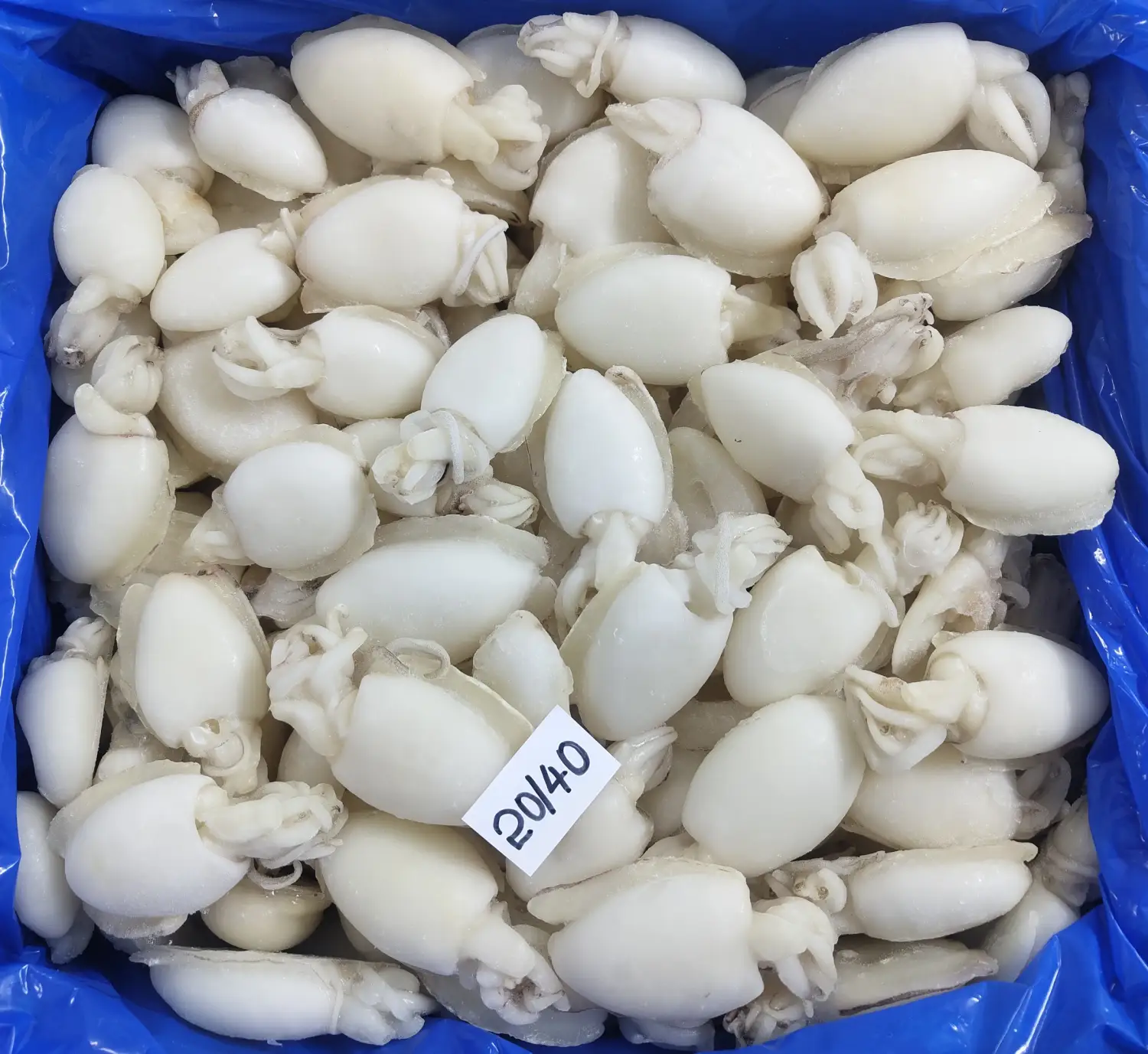 CuttleFish-wholecleaned-IQF