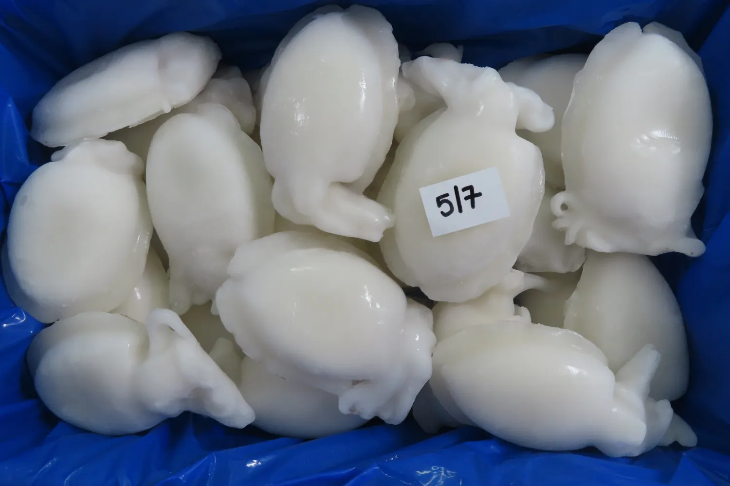 CUTLEFISH WHOLE CLEANED IQF