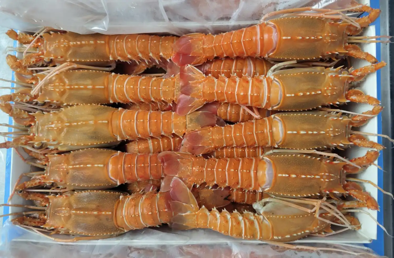 HEAD ON DEEPSEA LOBSTER 