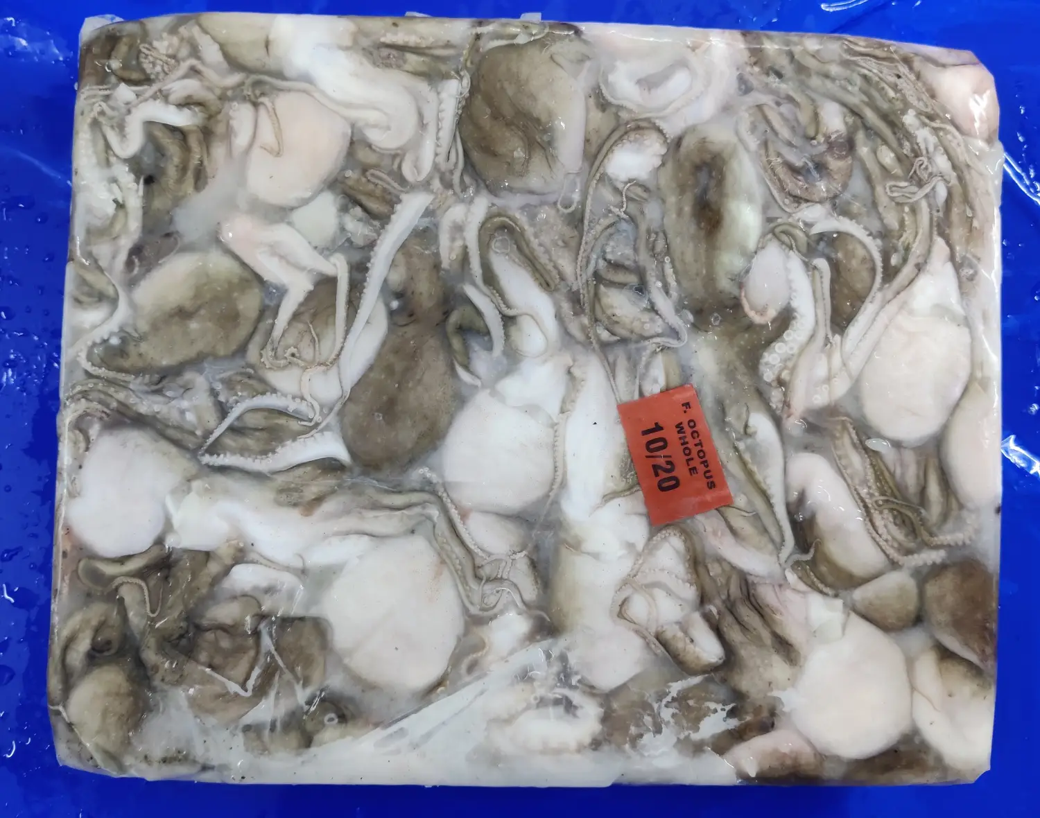 OCTOPUS WHOLE BLOCK 