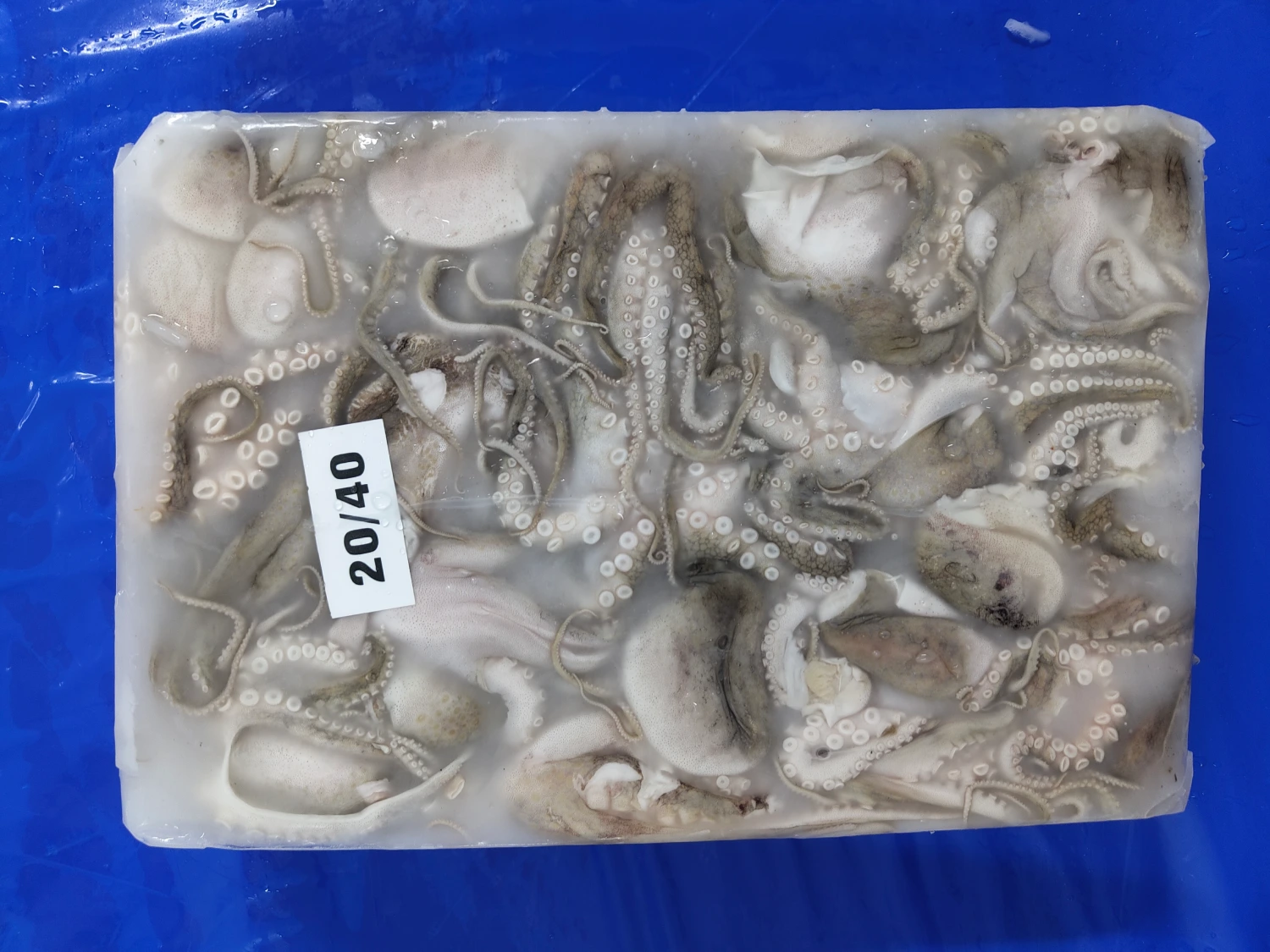 OCTOPUS WHOLE CLEANED BLOCK 