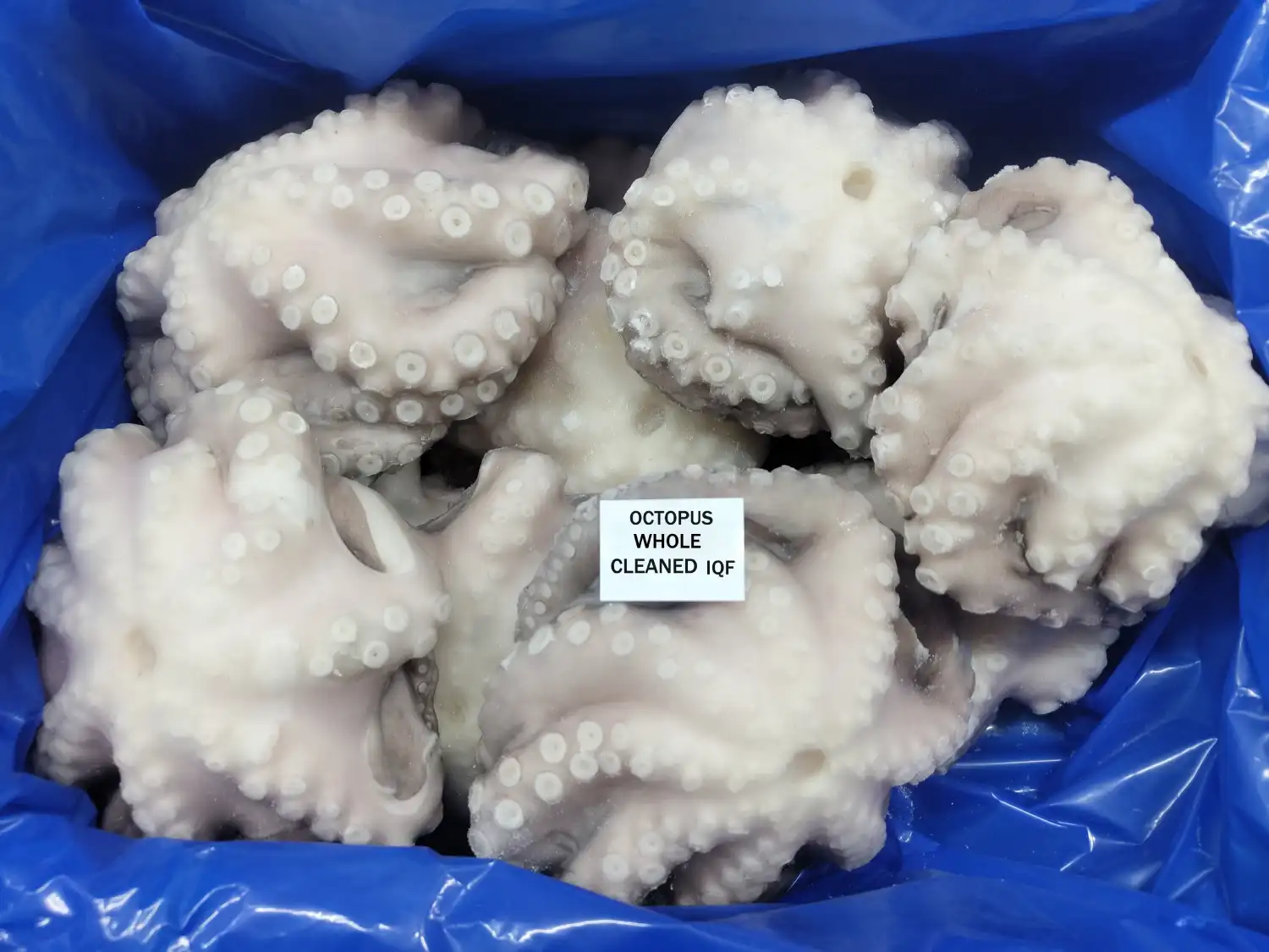 OCTOPUS WHOLE CLEANED IQF