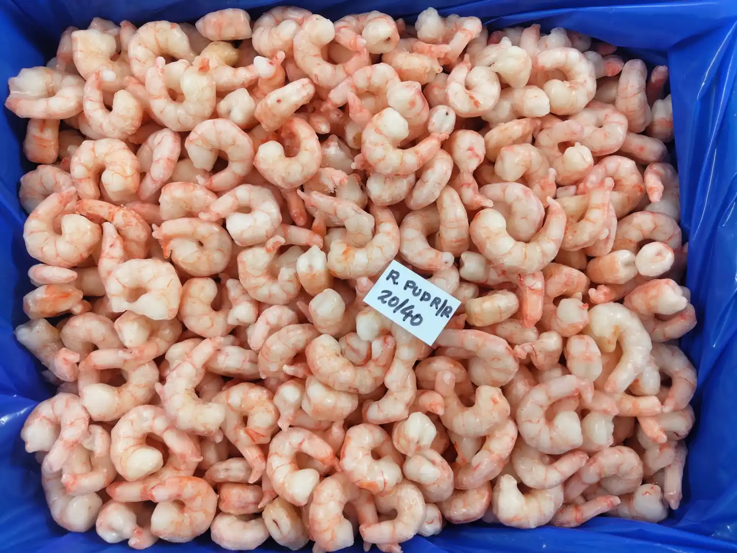ARABIAN RED SHRIMPS IQF