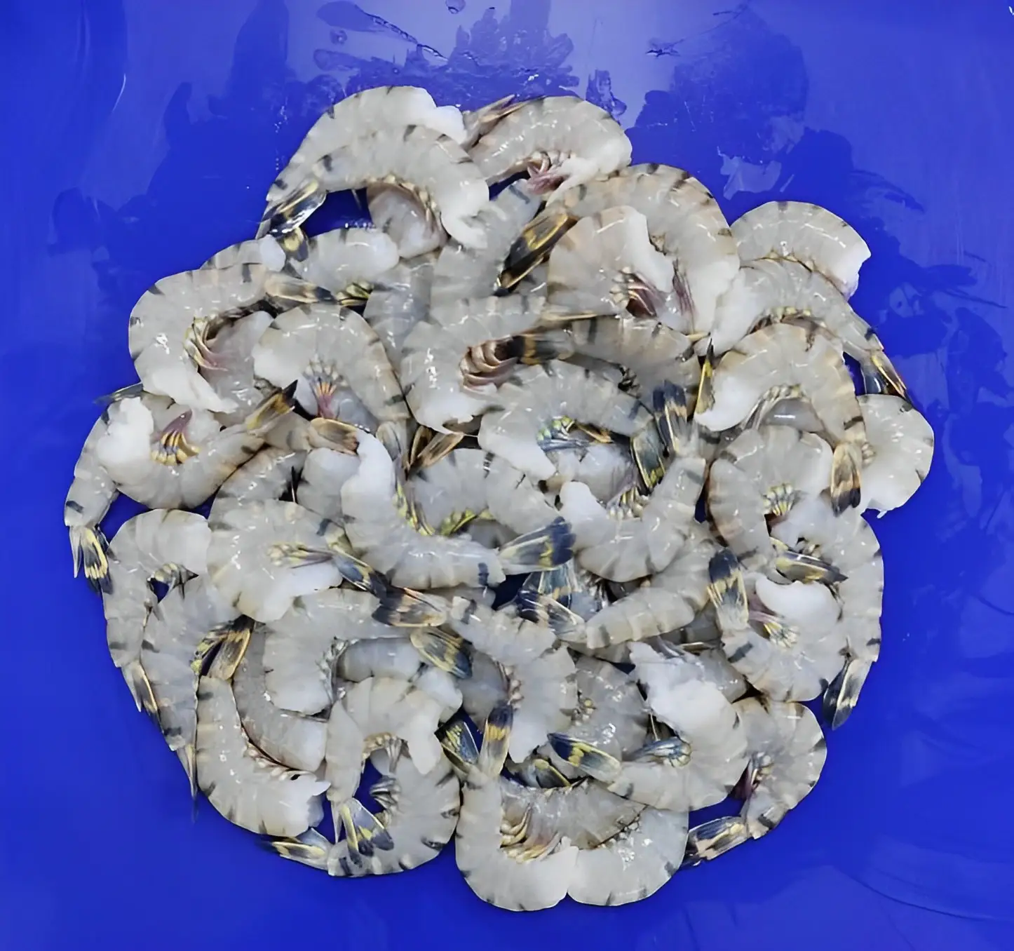HEAD LESS BLACK TIGER  SHRIMPS 