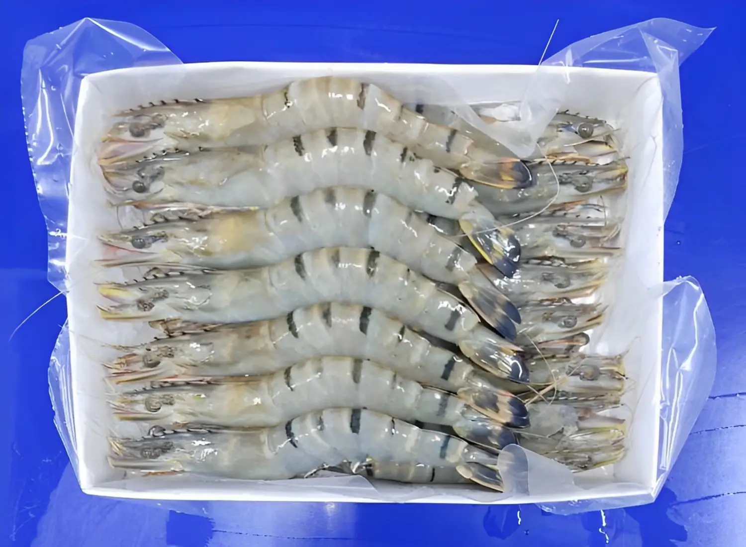 HEAD ON BLACK TIGER SHRIMPS TRAY PACK 
