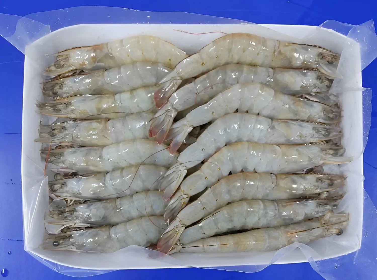 HEAD ON VANNAMEI SHRIMPS TRAY PACK 
