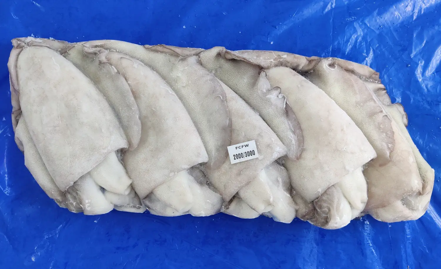  CUTTLEFISH WHOLE BLOCK 