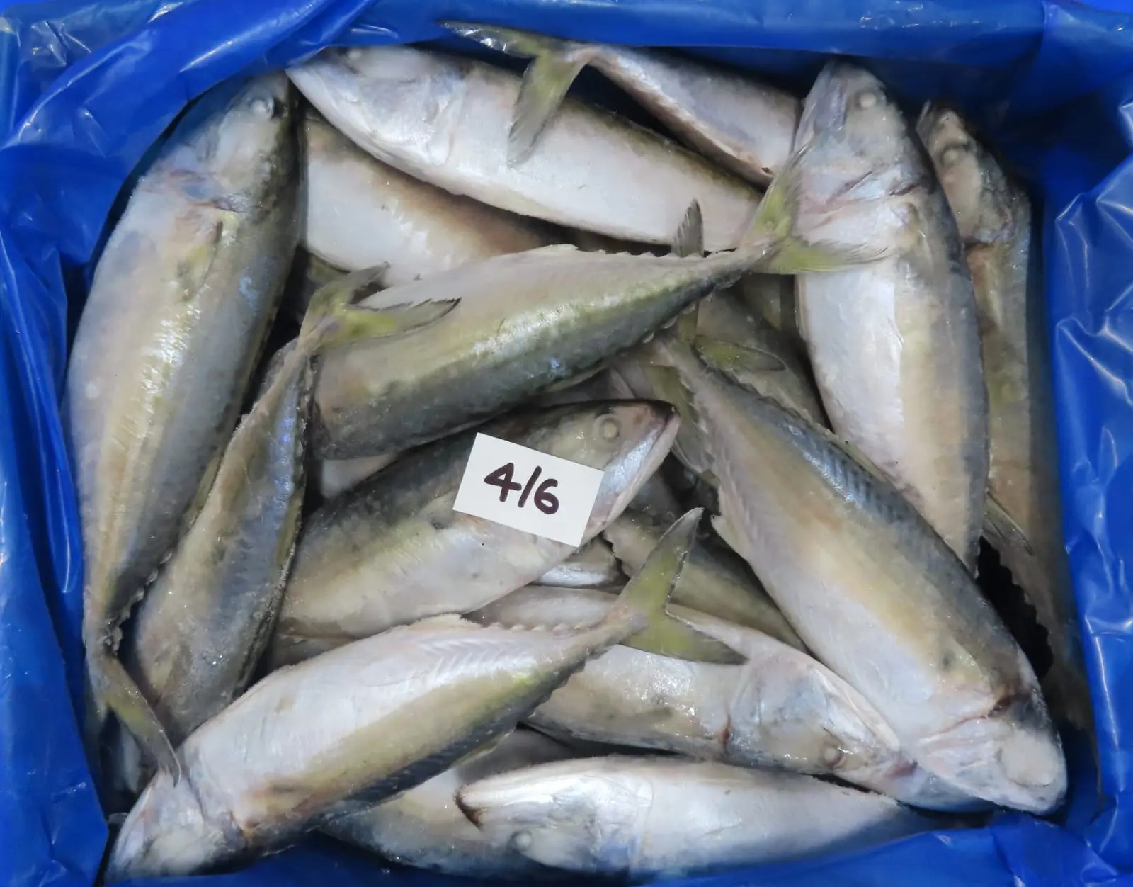 INDIAN MACKEREL 