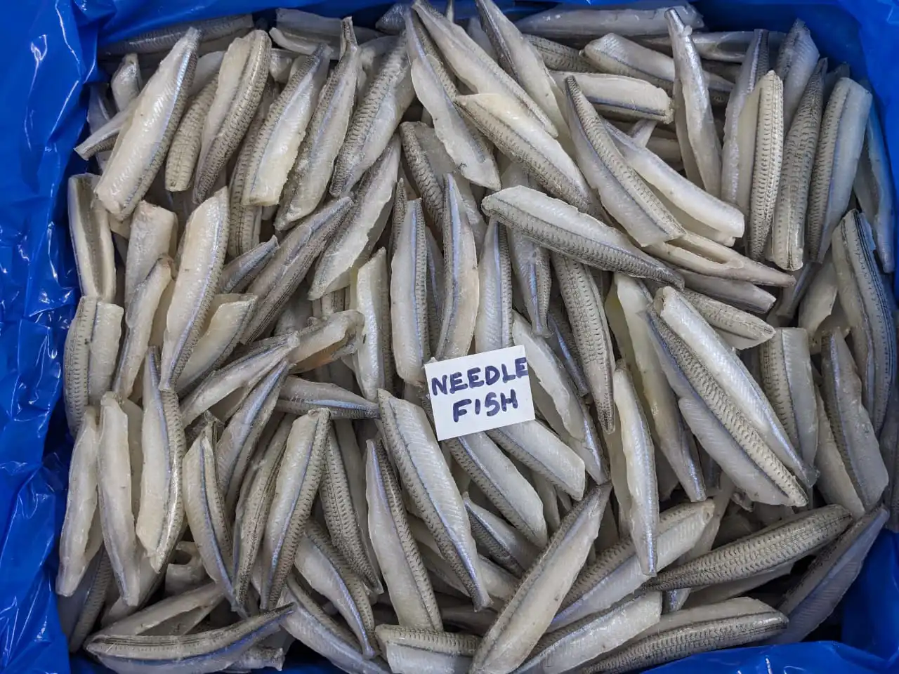 NEEDLE FISH  PAN READY