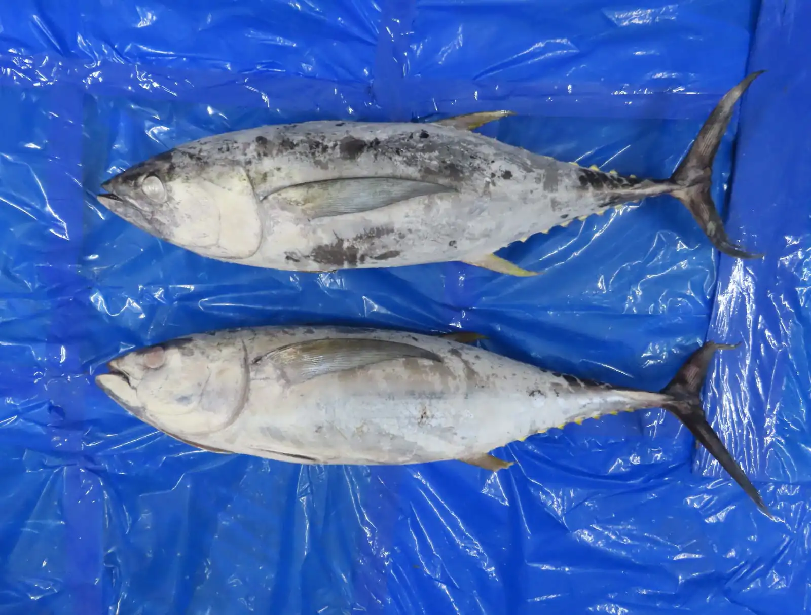 YELLOWFIN TUNA