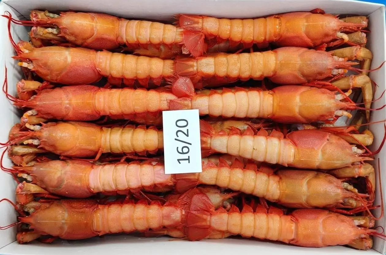HEAD ON DEEPSEA RED LOBSTER 